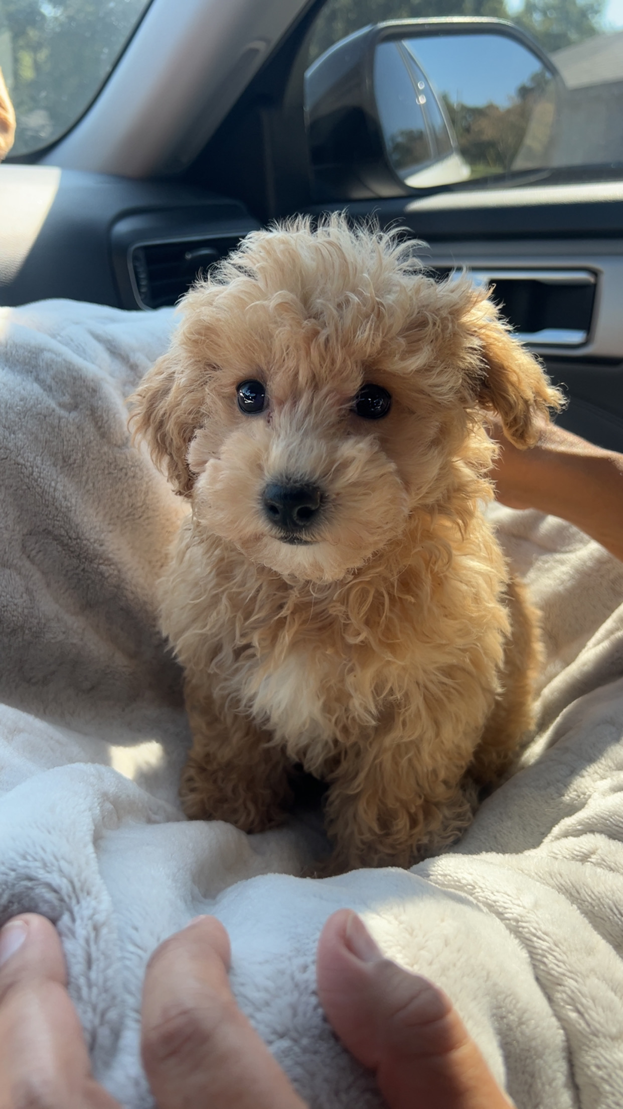 Poochon Pup Being Cute