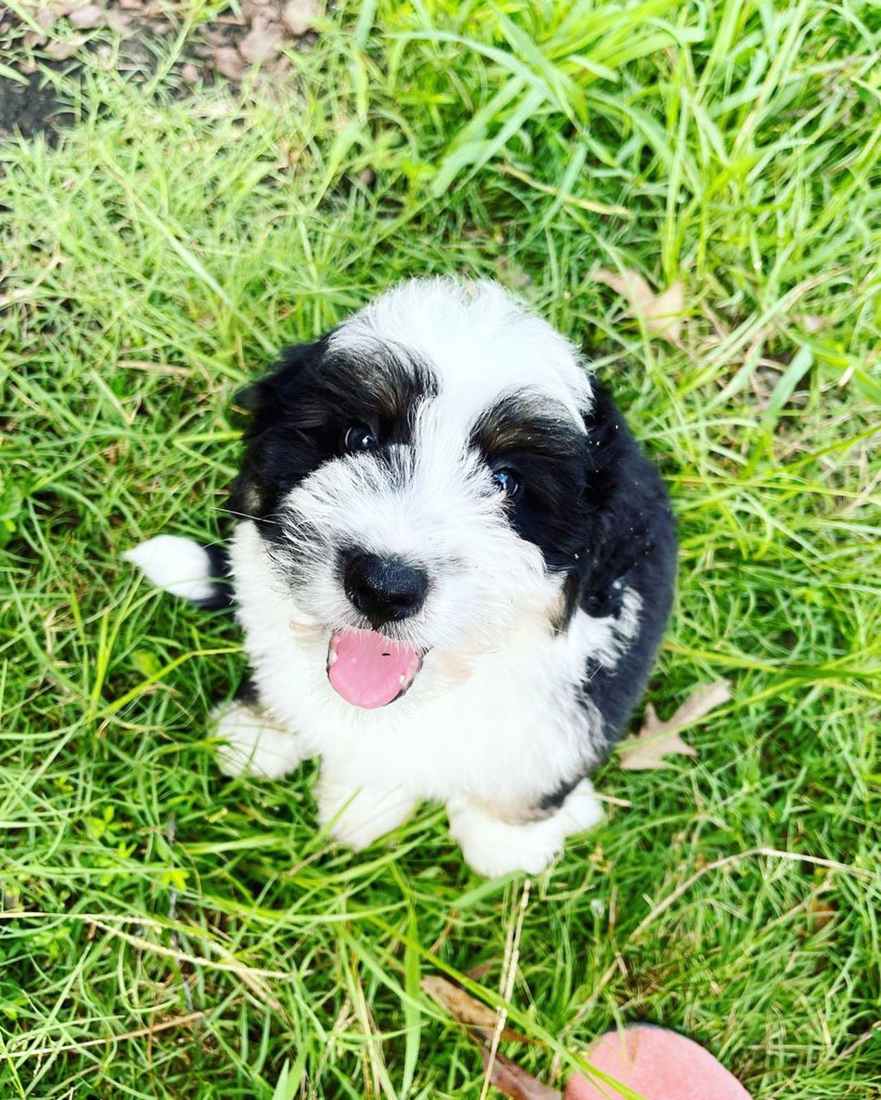 Cute Mini Bernedoodle Poodle Mix Pup