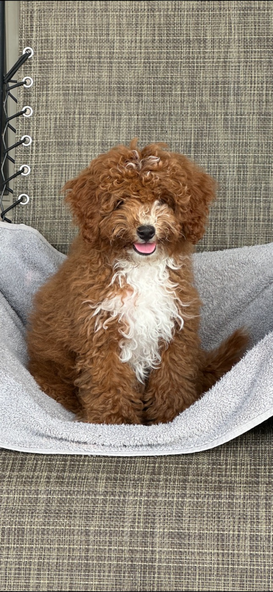 Cavapoo