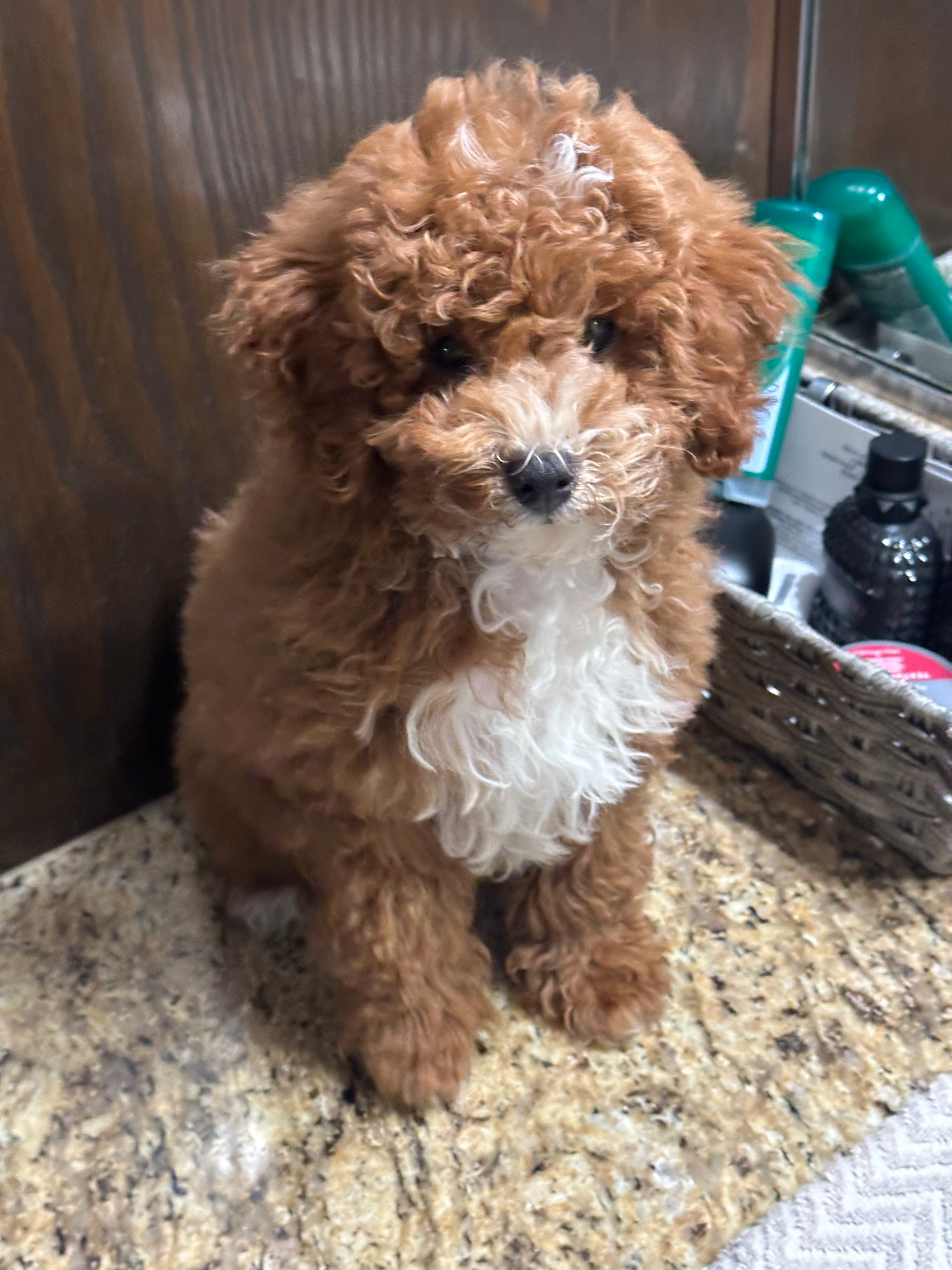 Petite Cavapoo Poodle Mix Pup