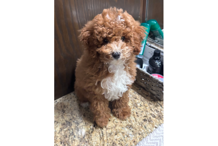 Petite Cavapoo Poodle Mix Pup