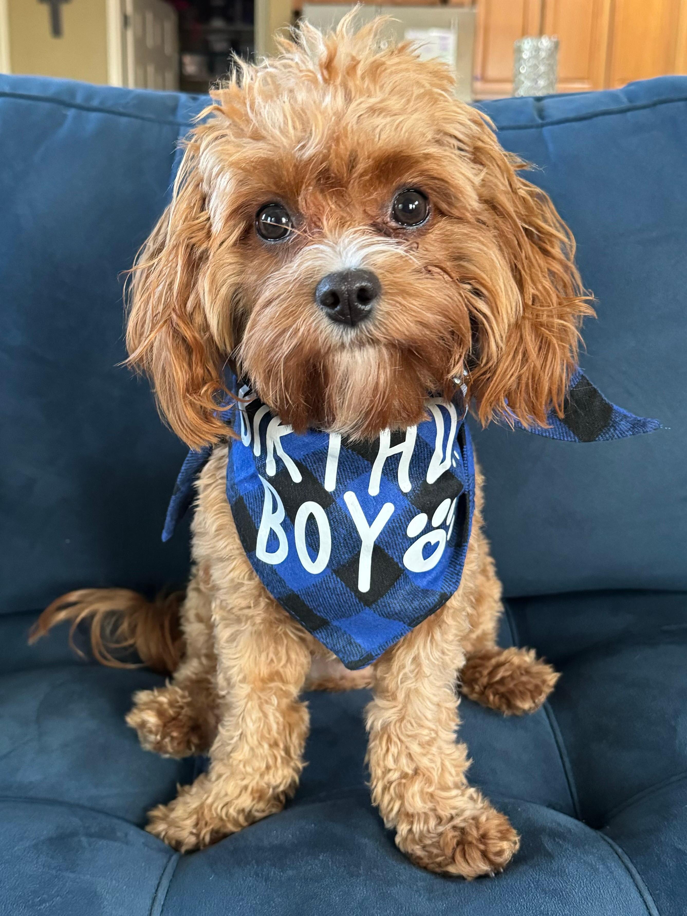 Cute Cavapoo Baby