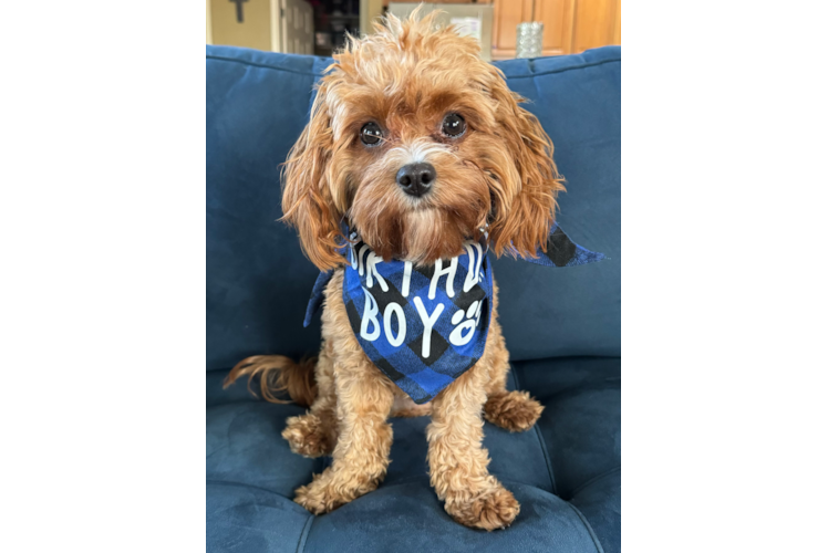 Cute Cavapoo Baby