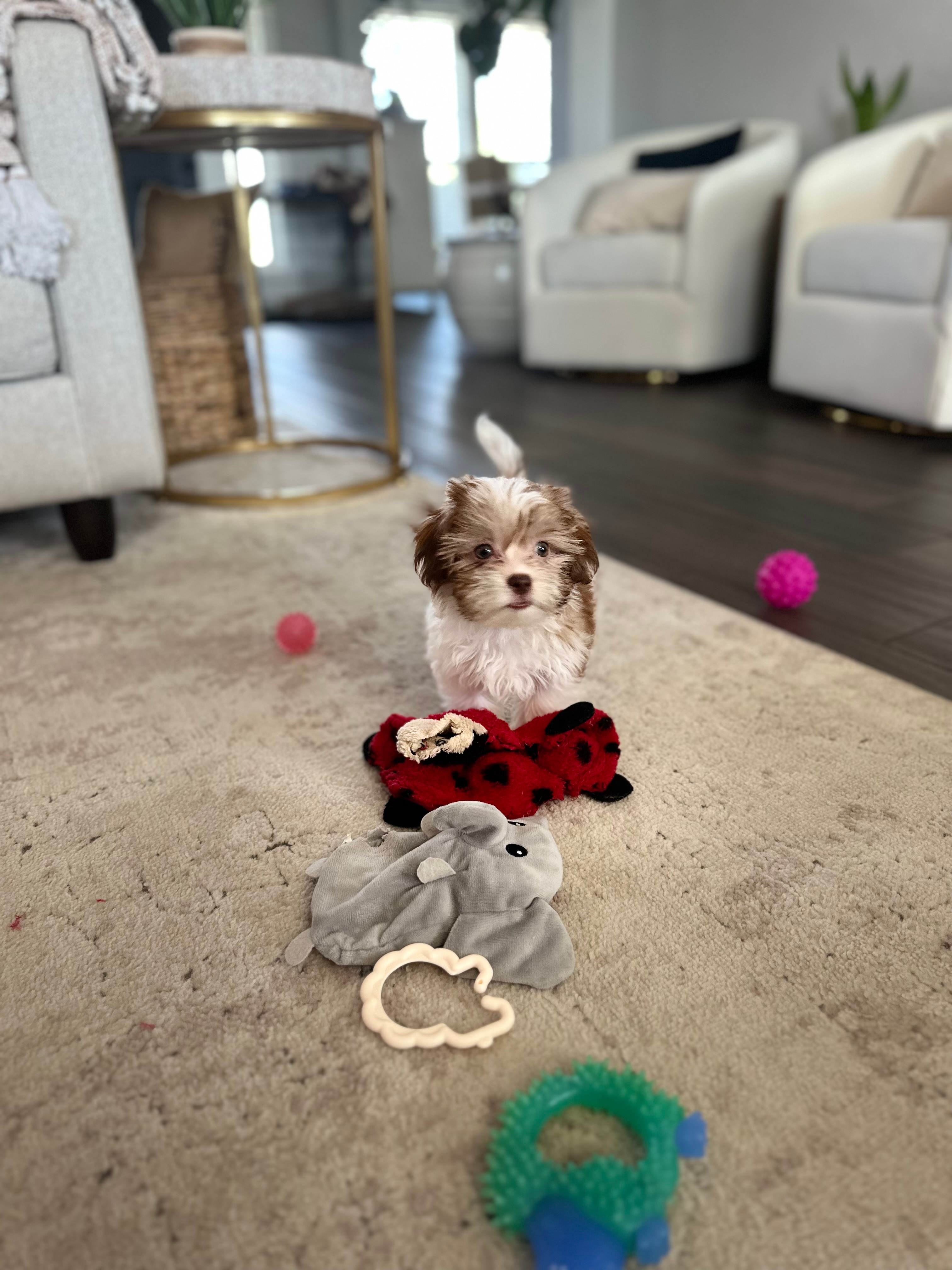 Fluffy Shih Poo Poodle Mix Pup