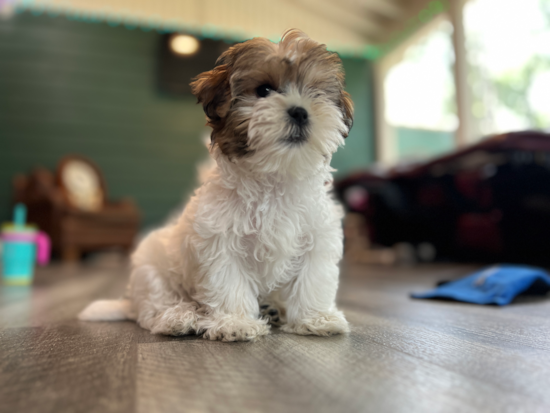 Teddy Bear
