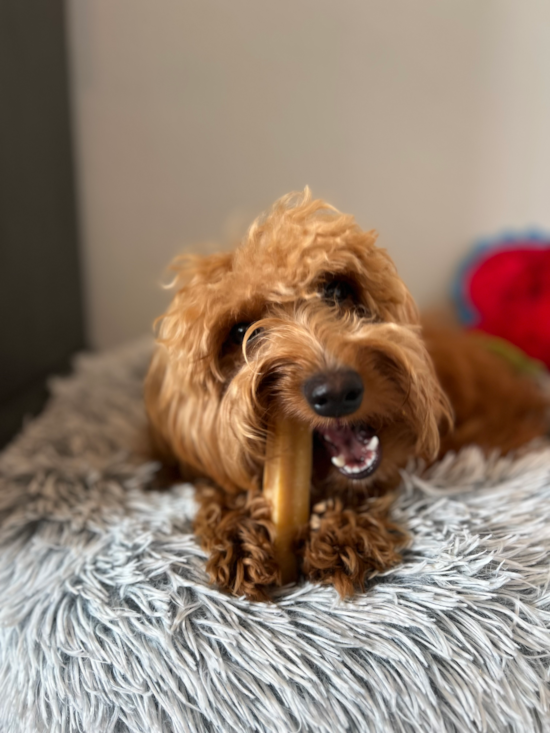 Mini Goldendoodle