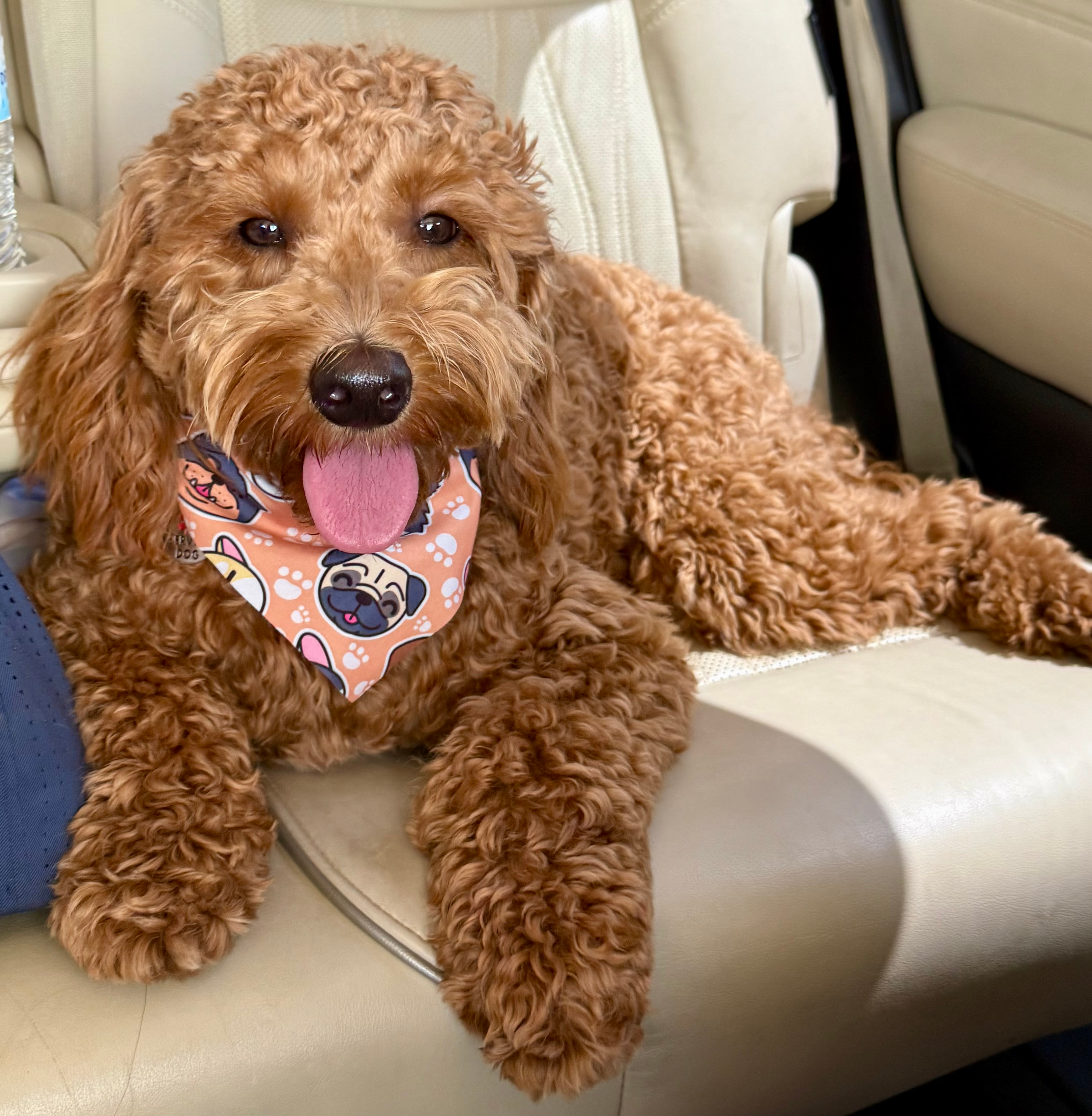 Cute Mini Goldendoodle Baby