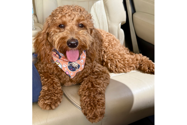 Cute Mini Goldendoodle Baby