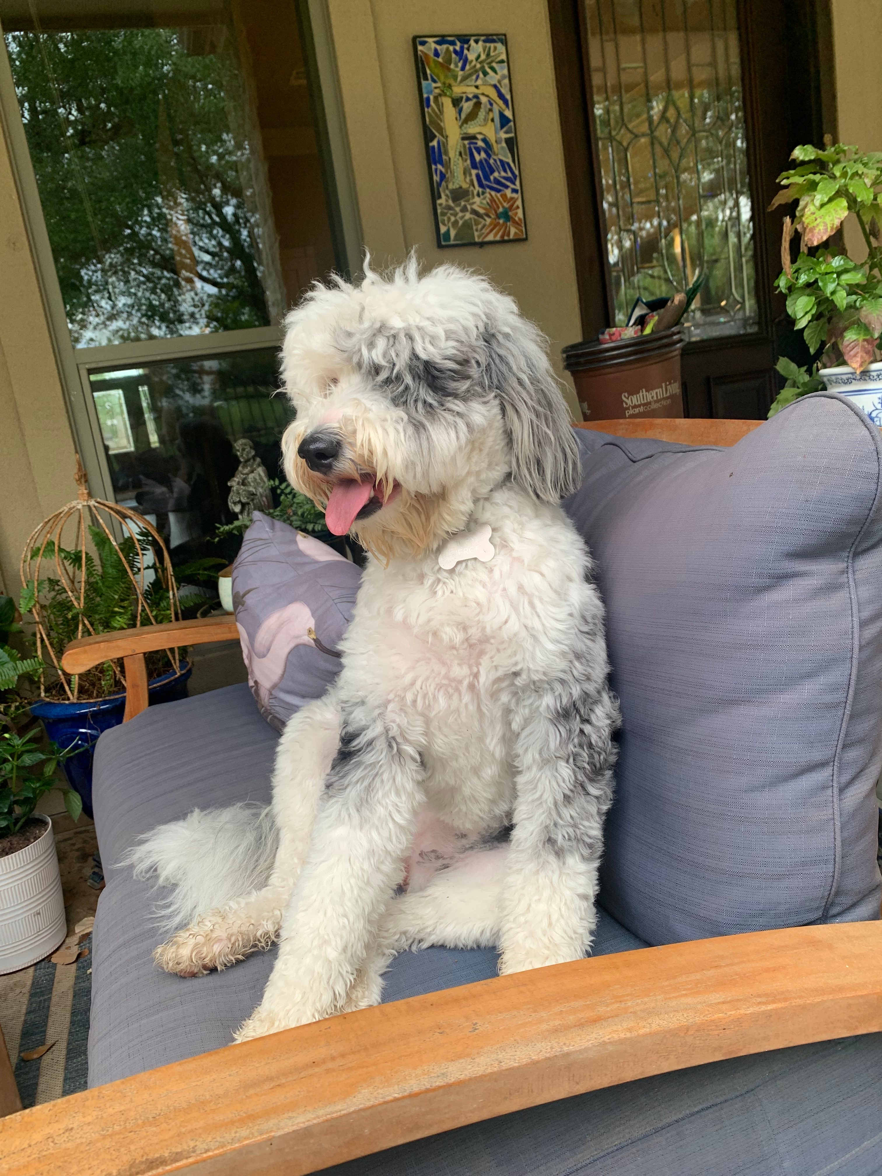 Mini Sheepadoodle Puppy for Adoption