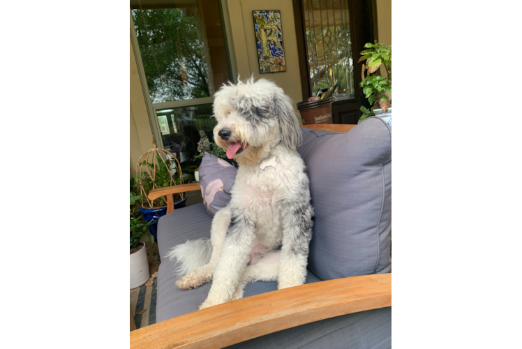 Mini Sheepadoodle Puppy for Adoption