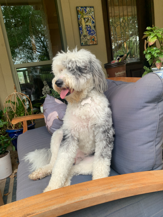 Mini Sheepadoodle
