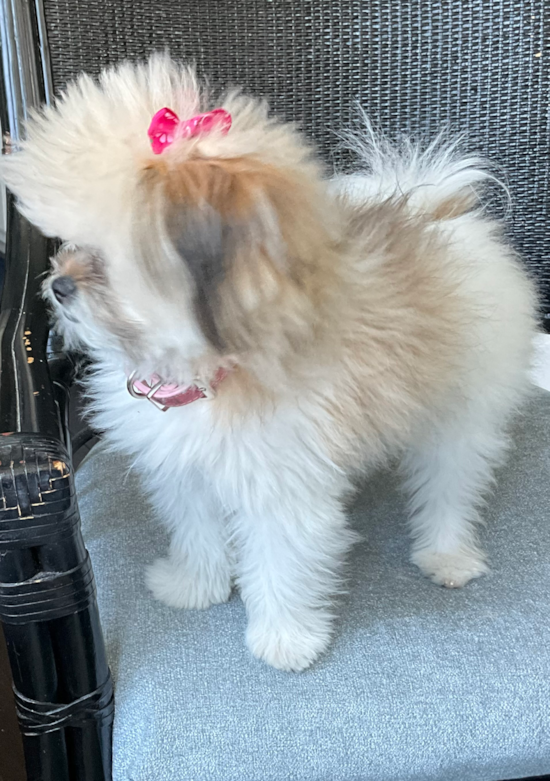 Shih Pom