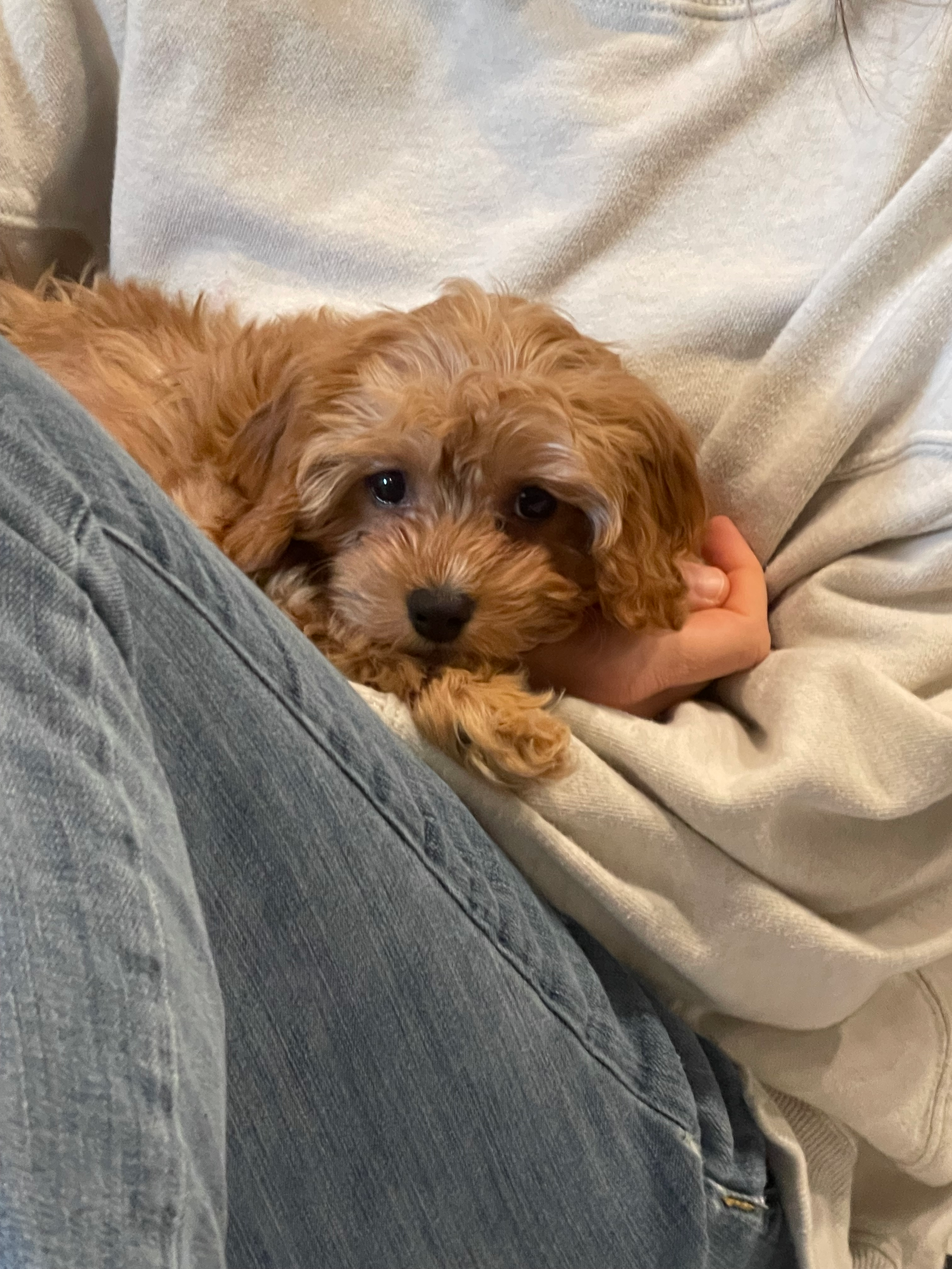 Adorable Cavoodle Poodle Mix Puppy