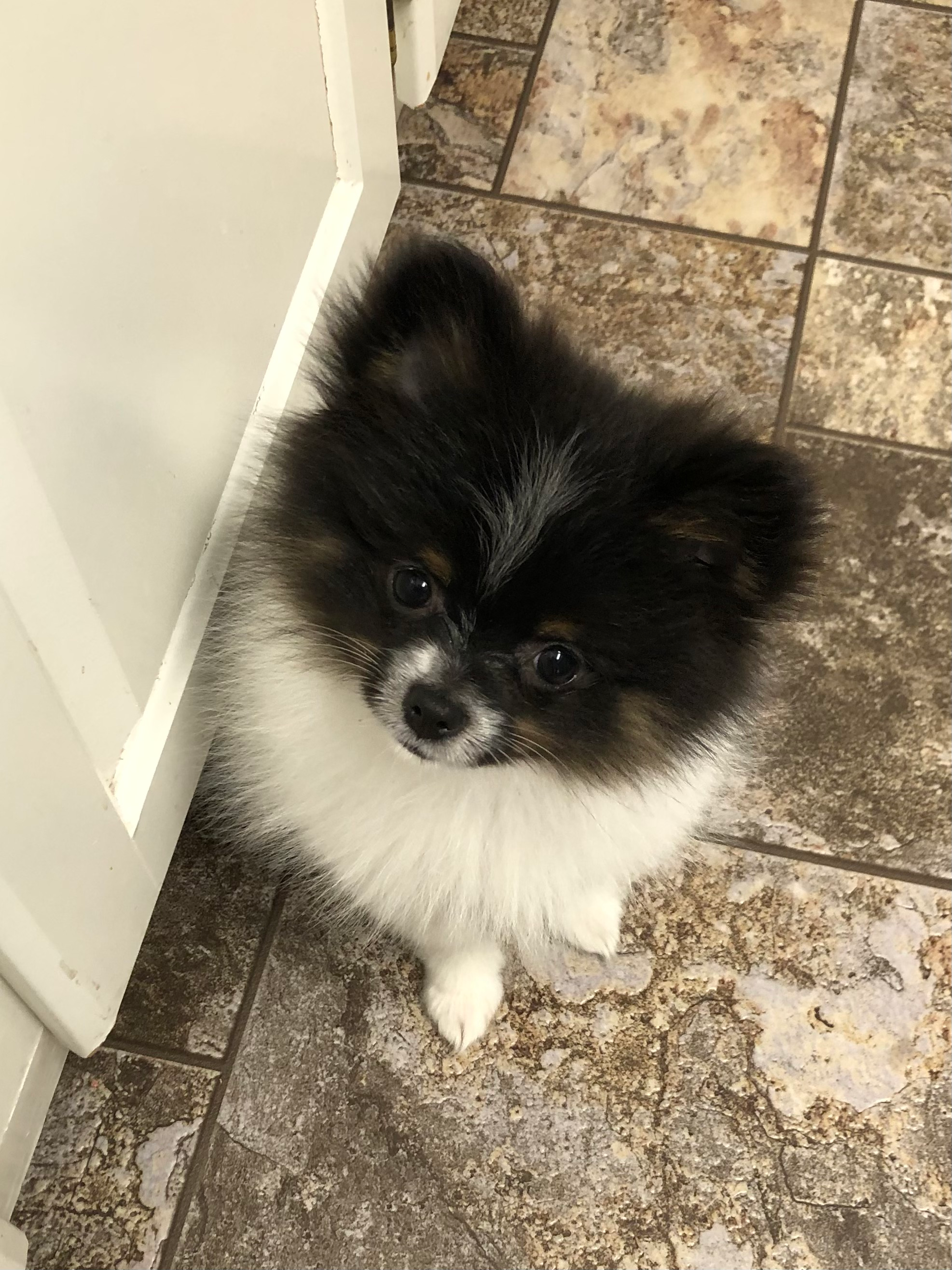 Pomeranian Puppy for Adoption
