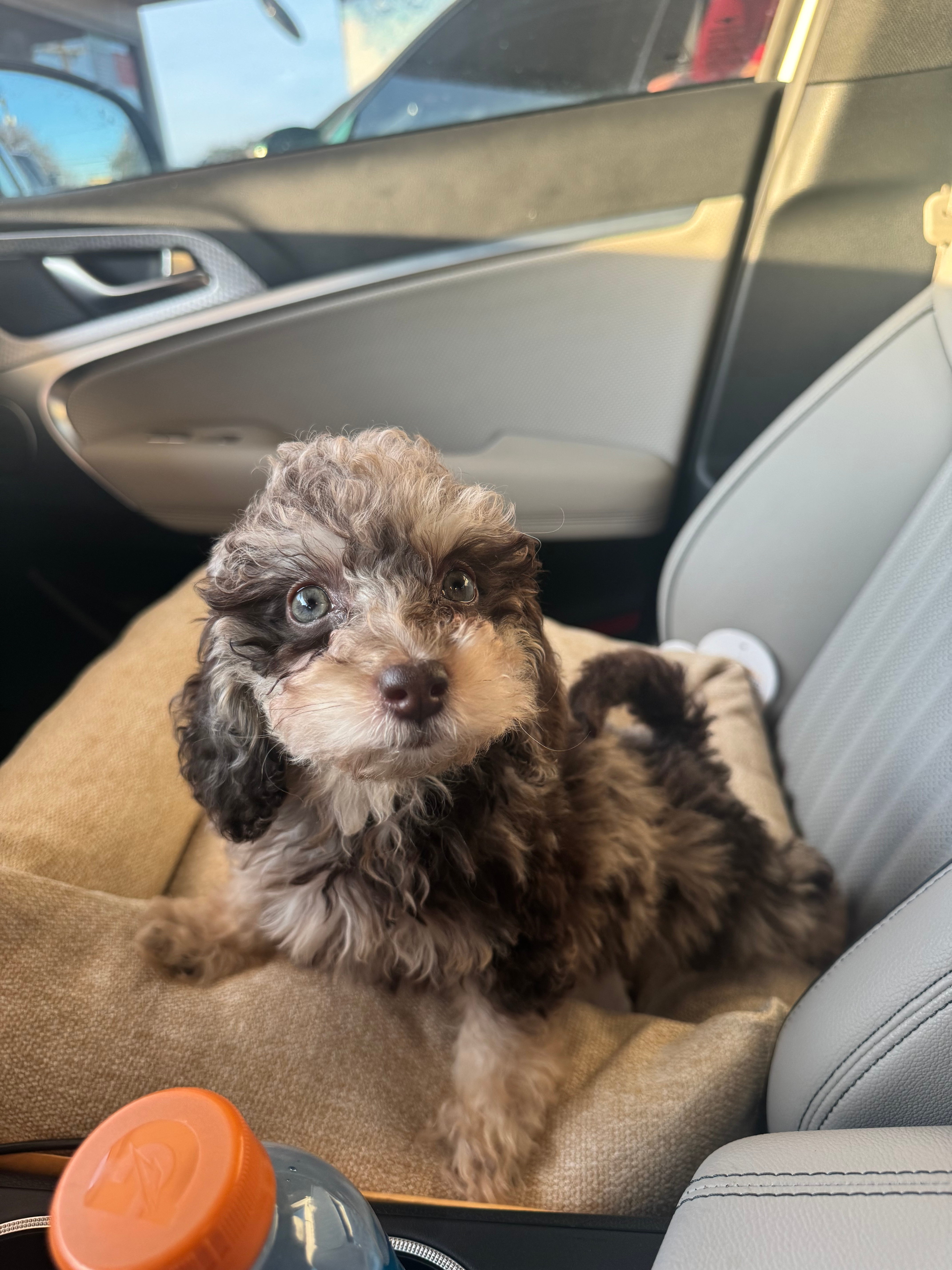Hypoallergenic Bichpoo Poodle Mix Puppy