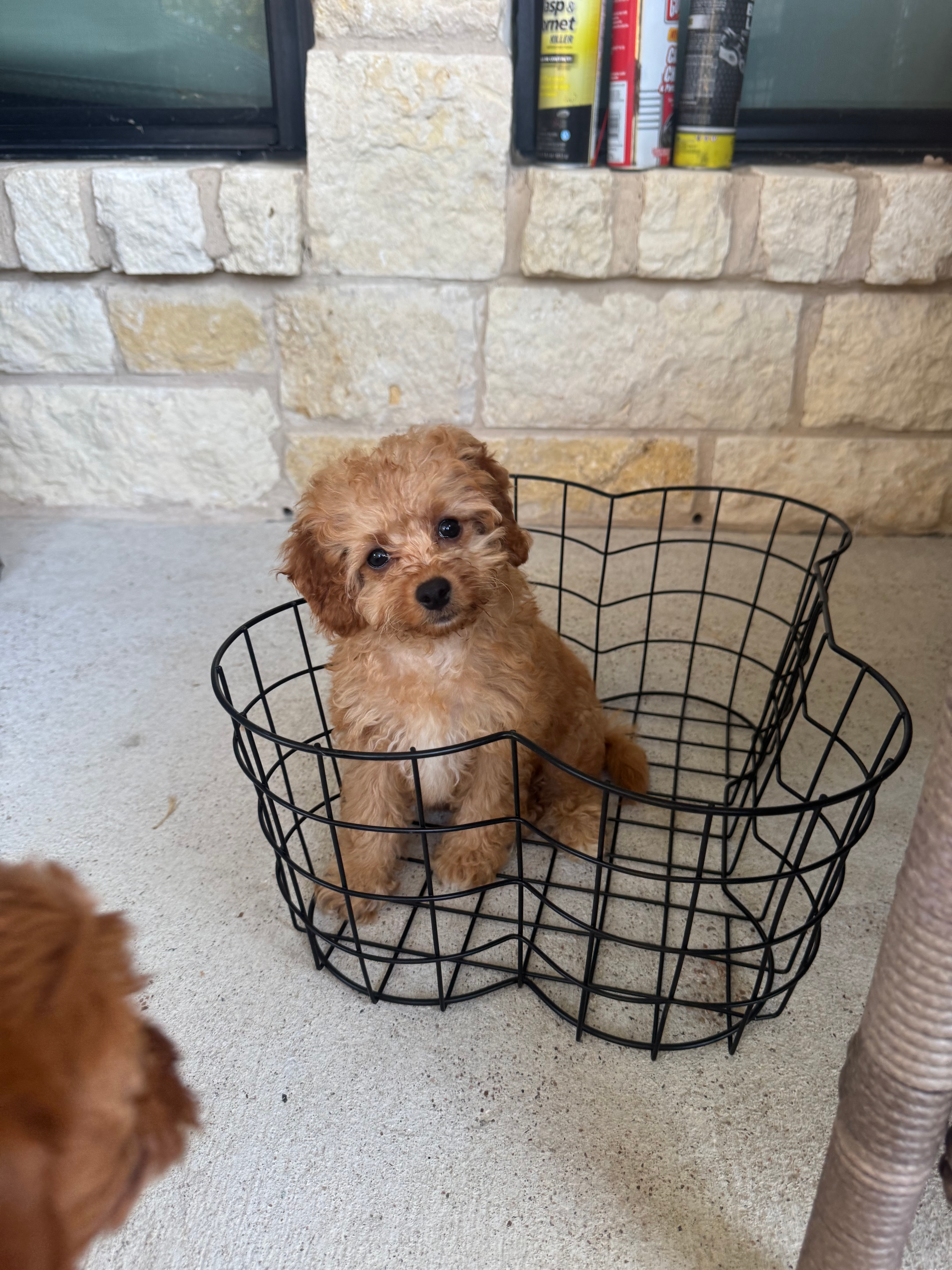 Best Cavapoo Baby