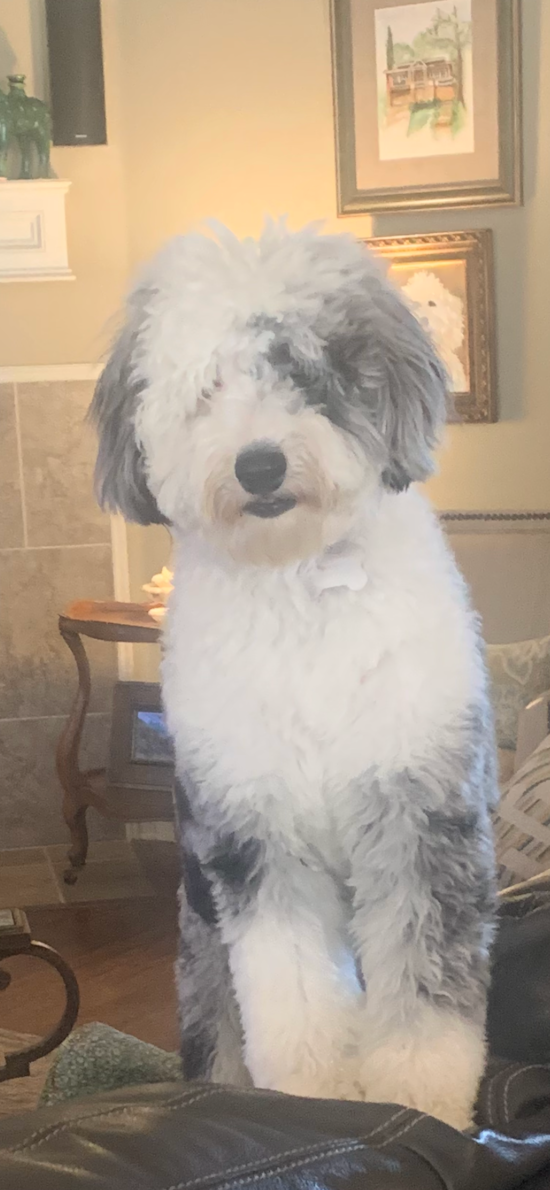 Mini Sheepadoodle