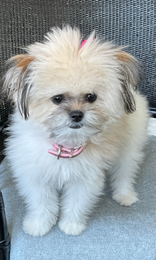 Shih Pom