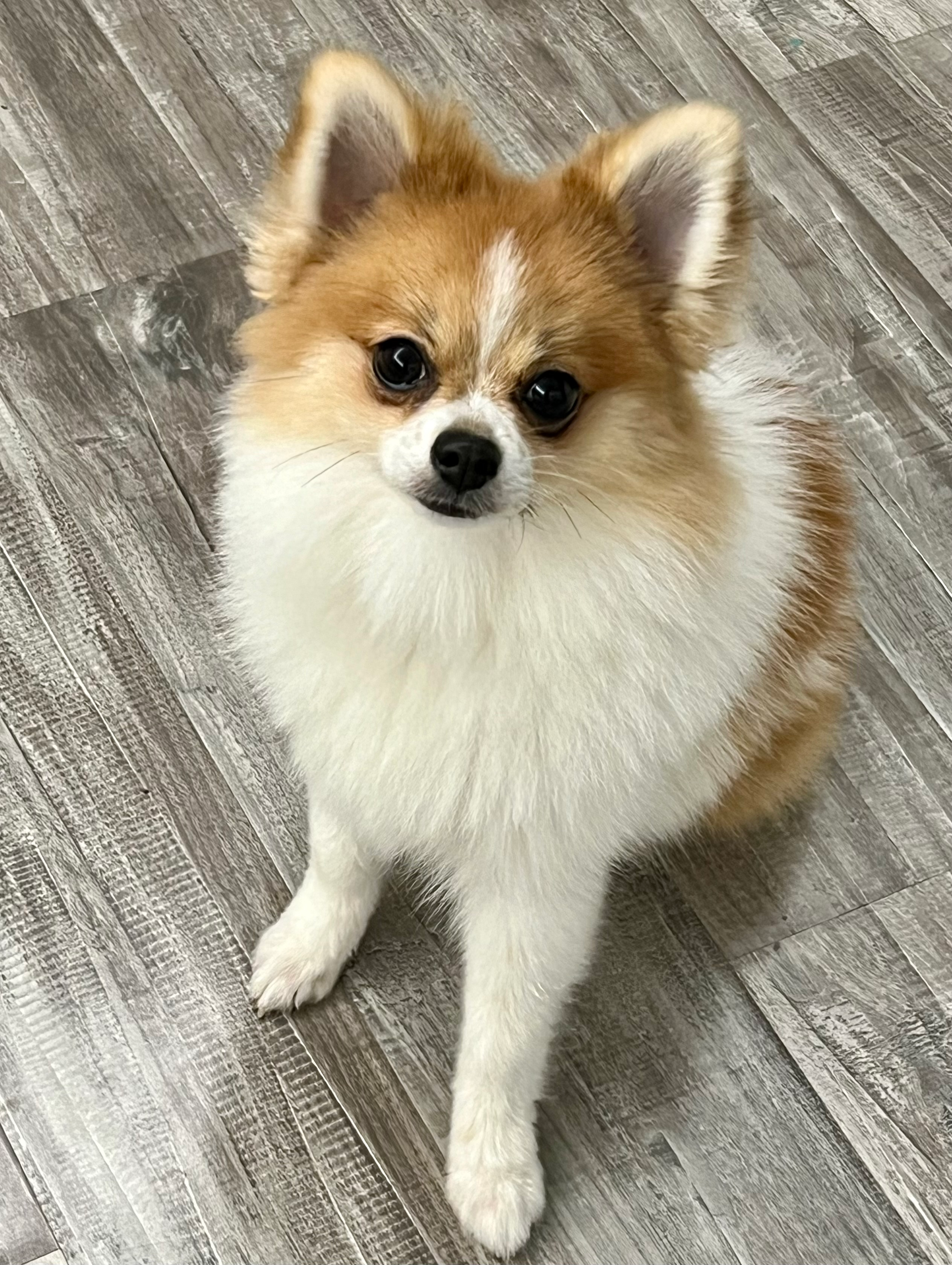 Popular Pomeranian Baby