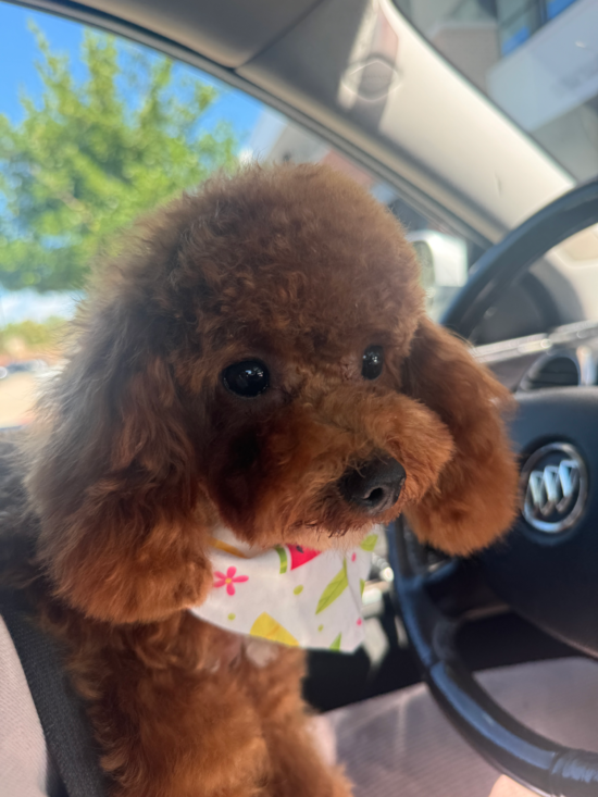 Poodle