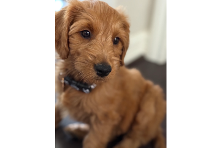 Best Mini Goldendoodle Baby