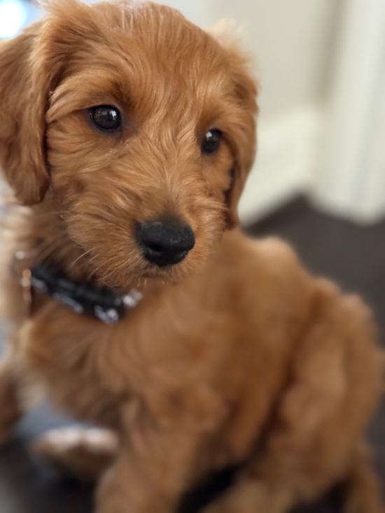 Mini Goldendoodle