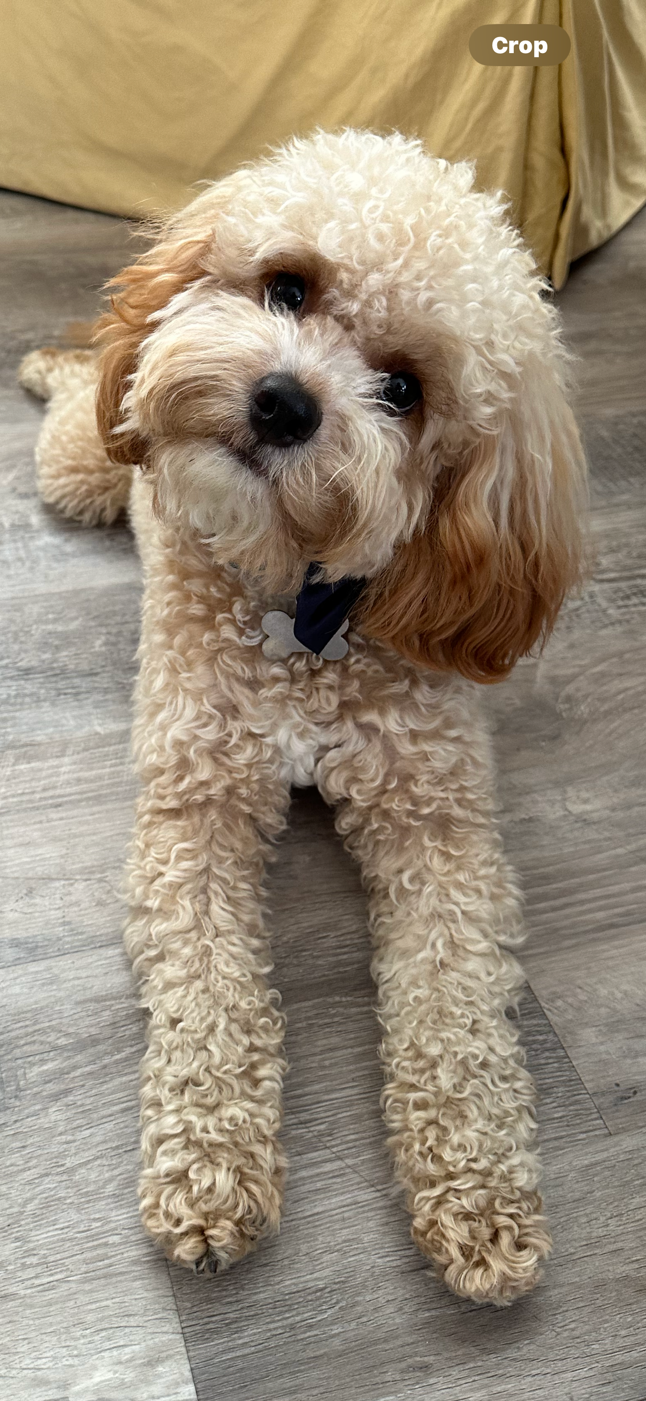 Cute Cavapoo Baby