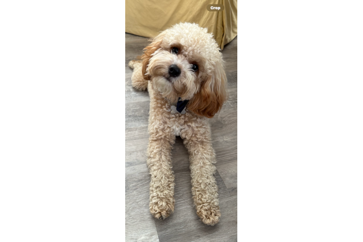 Cute Cavapoo Baby