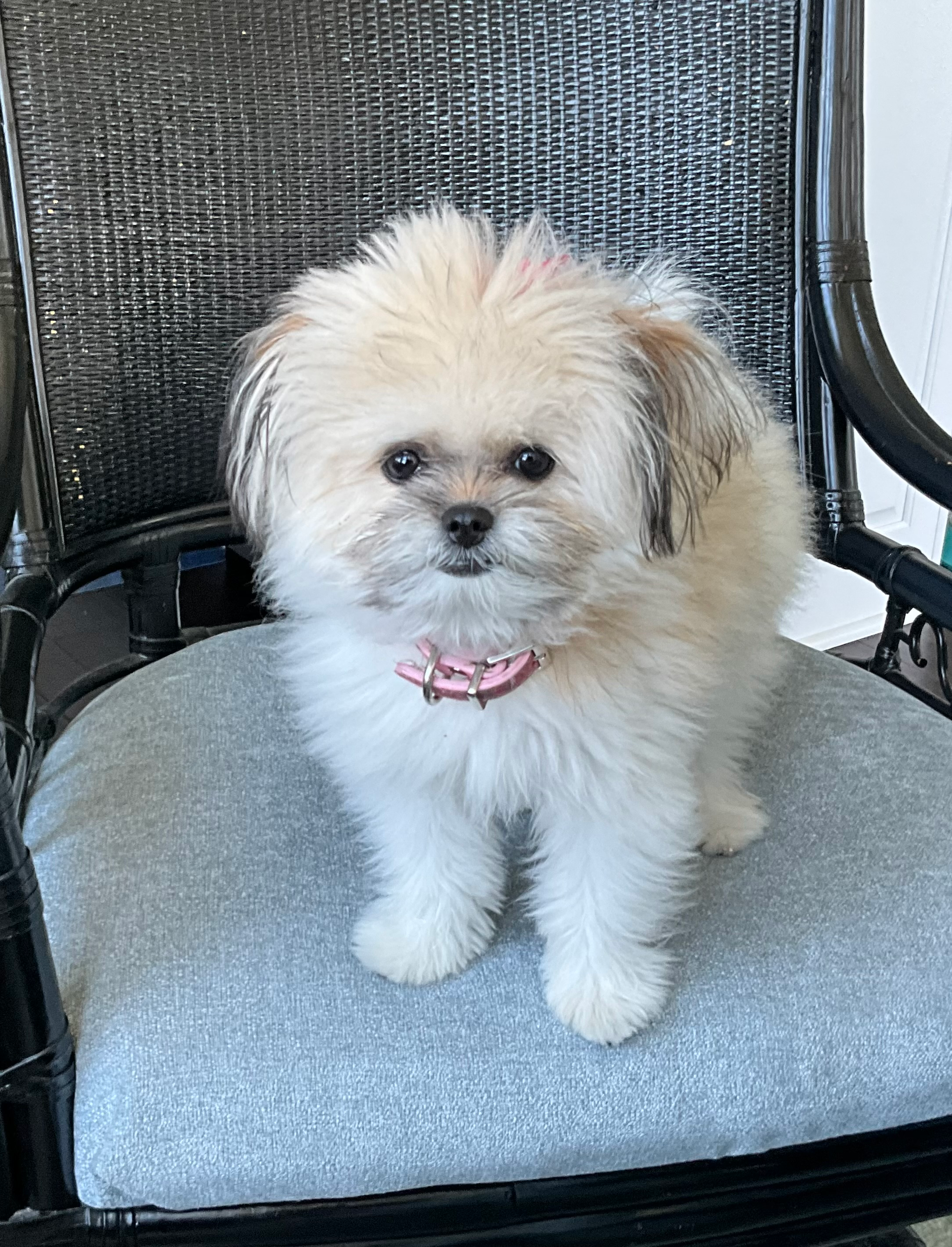 Fluffy Shih Pom Designer Pup