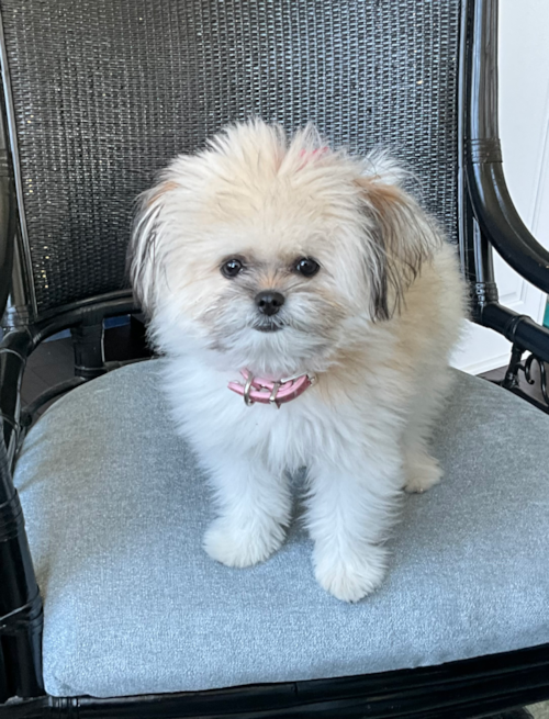 Lily