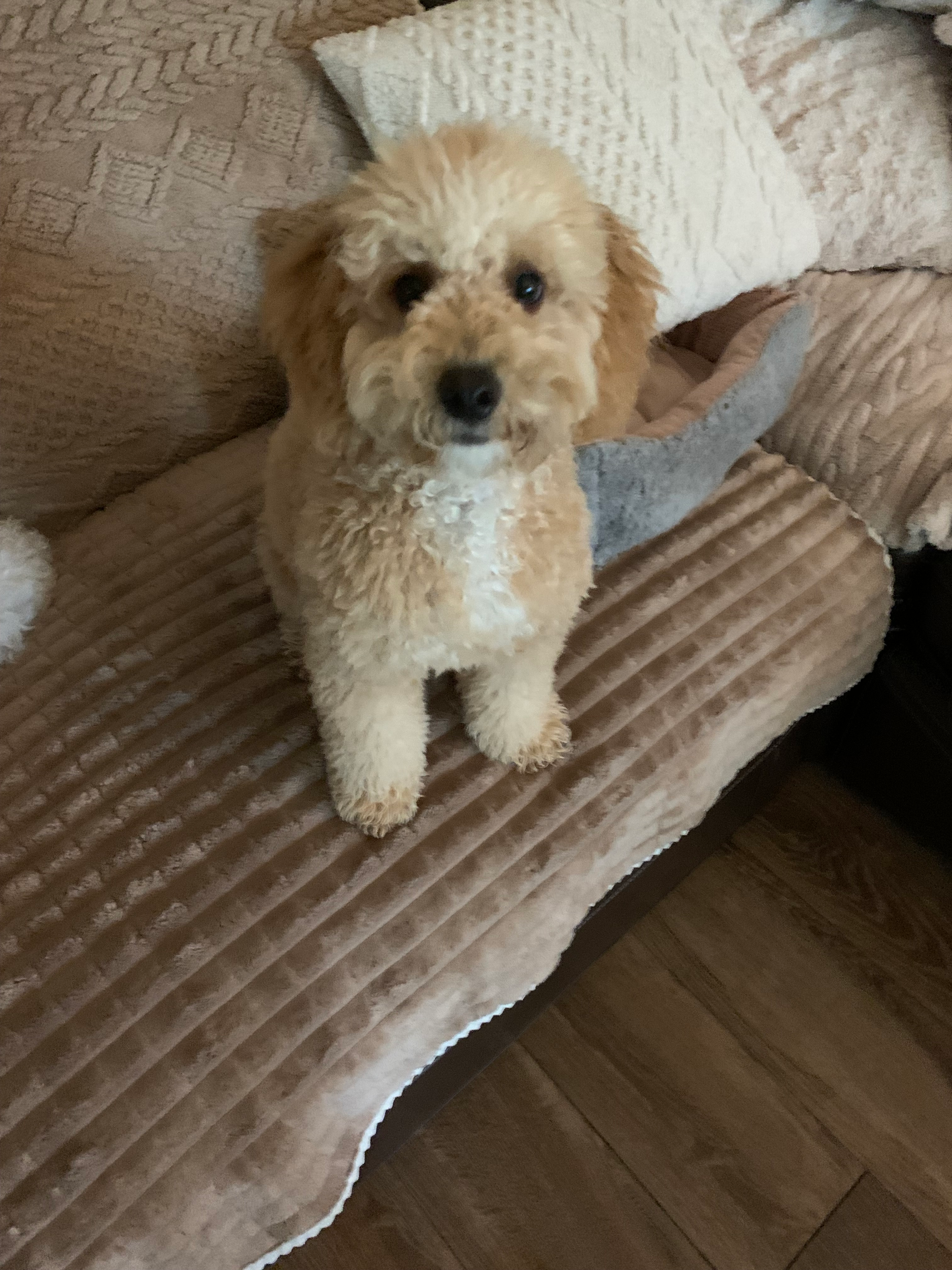 Best Mini Goldendoodle Baby