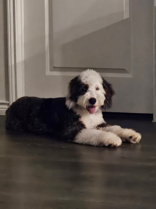 Mini Bernedoodle