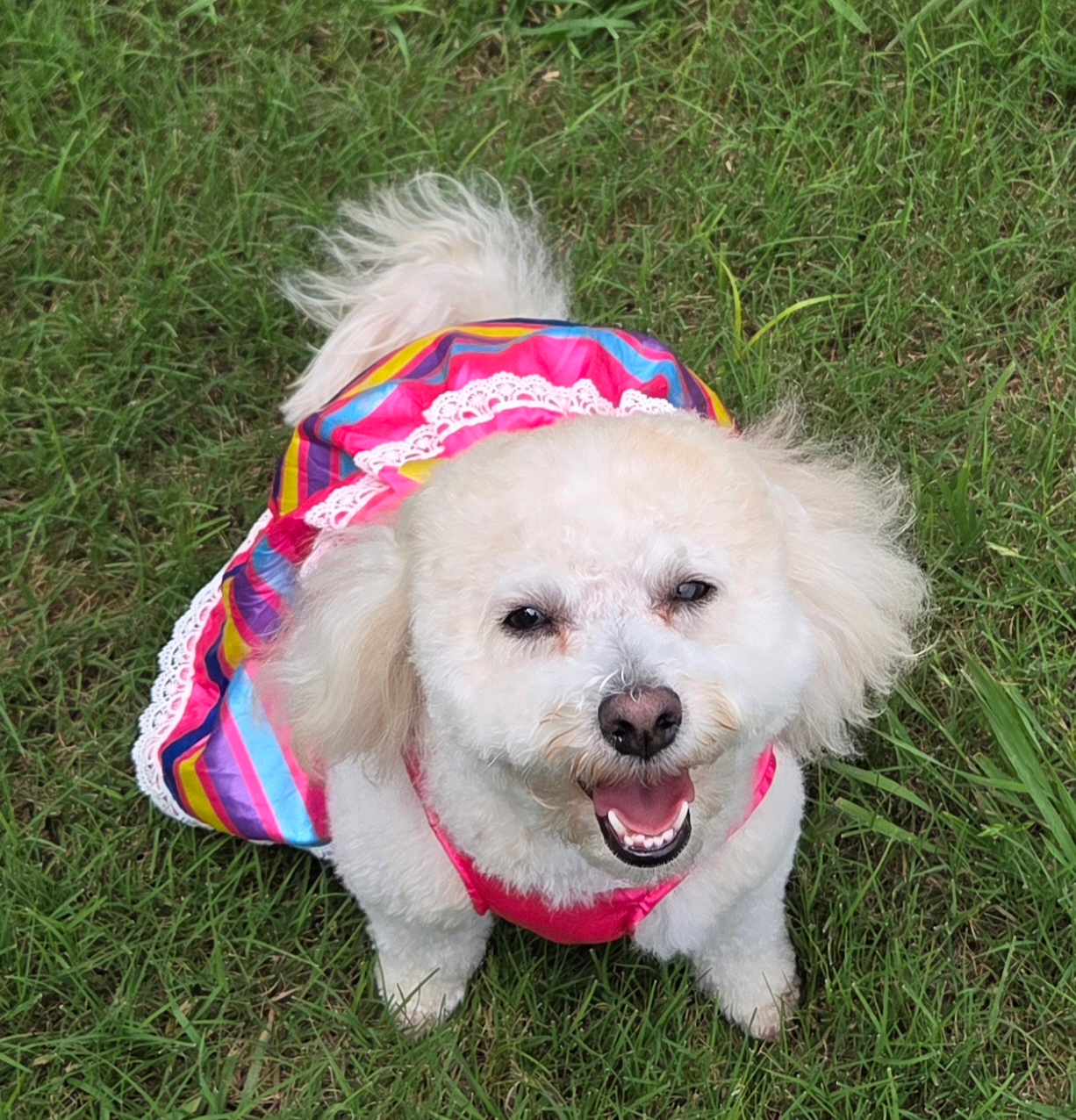 Adorable Havadoodle Poodle Mix Puppy