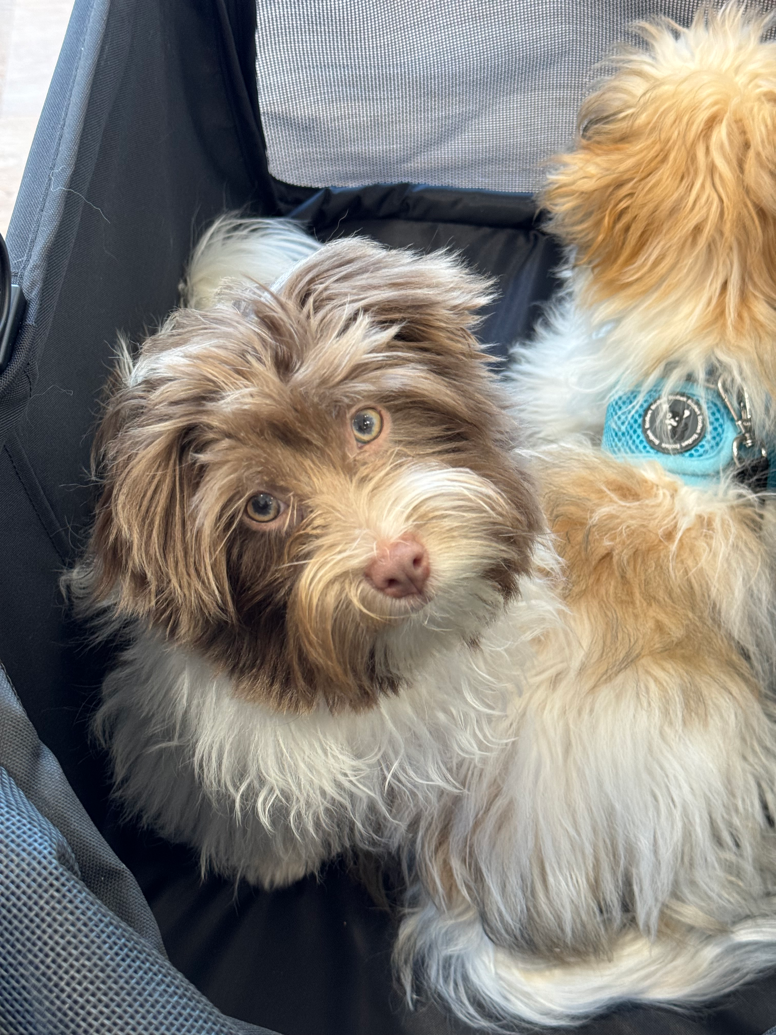 Energetic Havanese Purebred Puppy