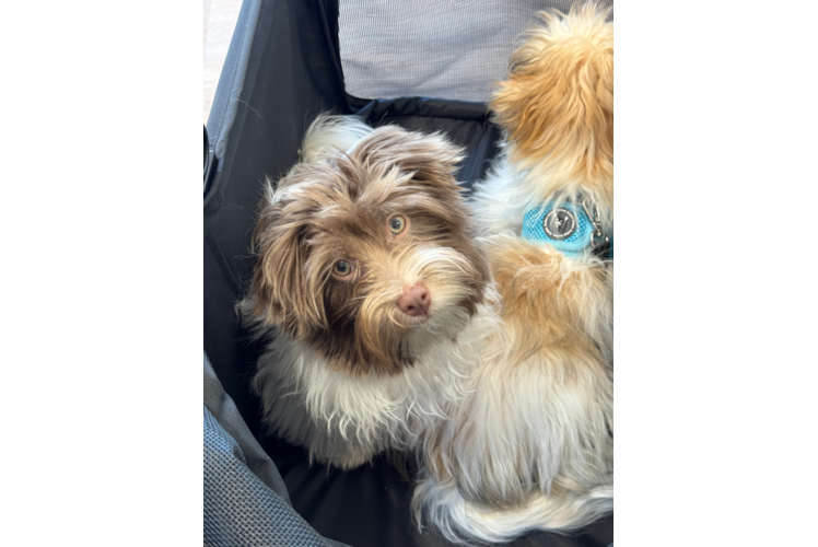 Energetic Havanese Purebred Puppy