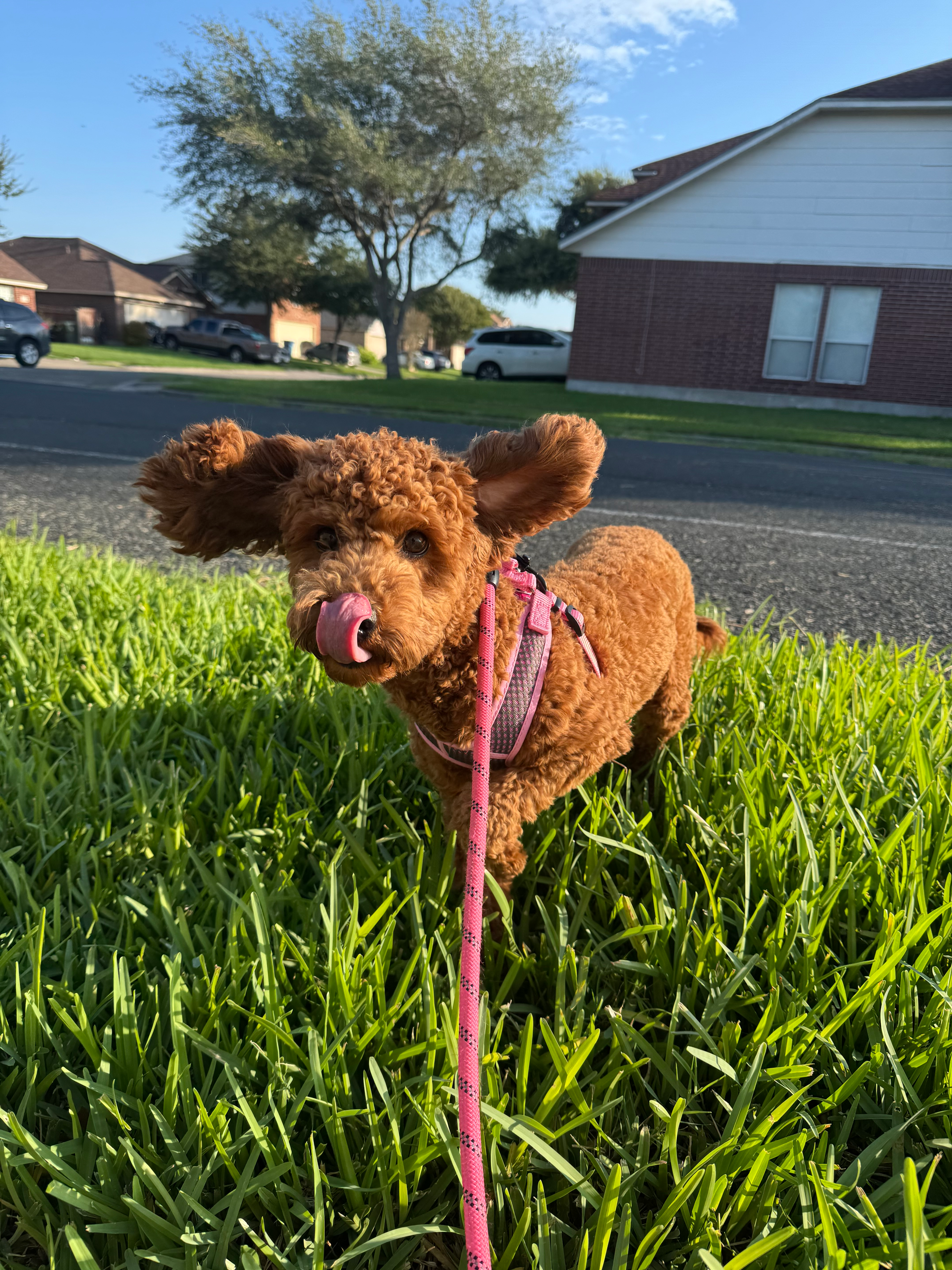 Energetic Cavoodle Poodle Mix Puppy