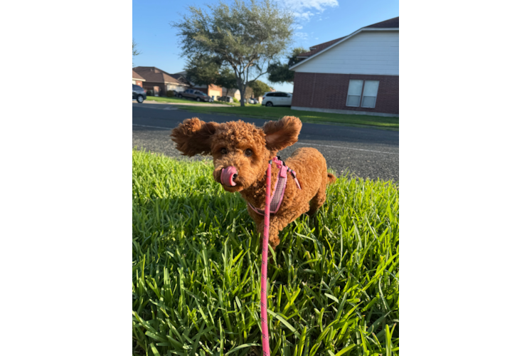 Energetic Cavoodle Poodle Mix Puppy