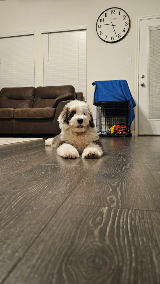 Mini Bernedoodle