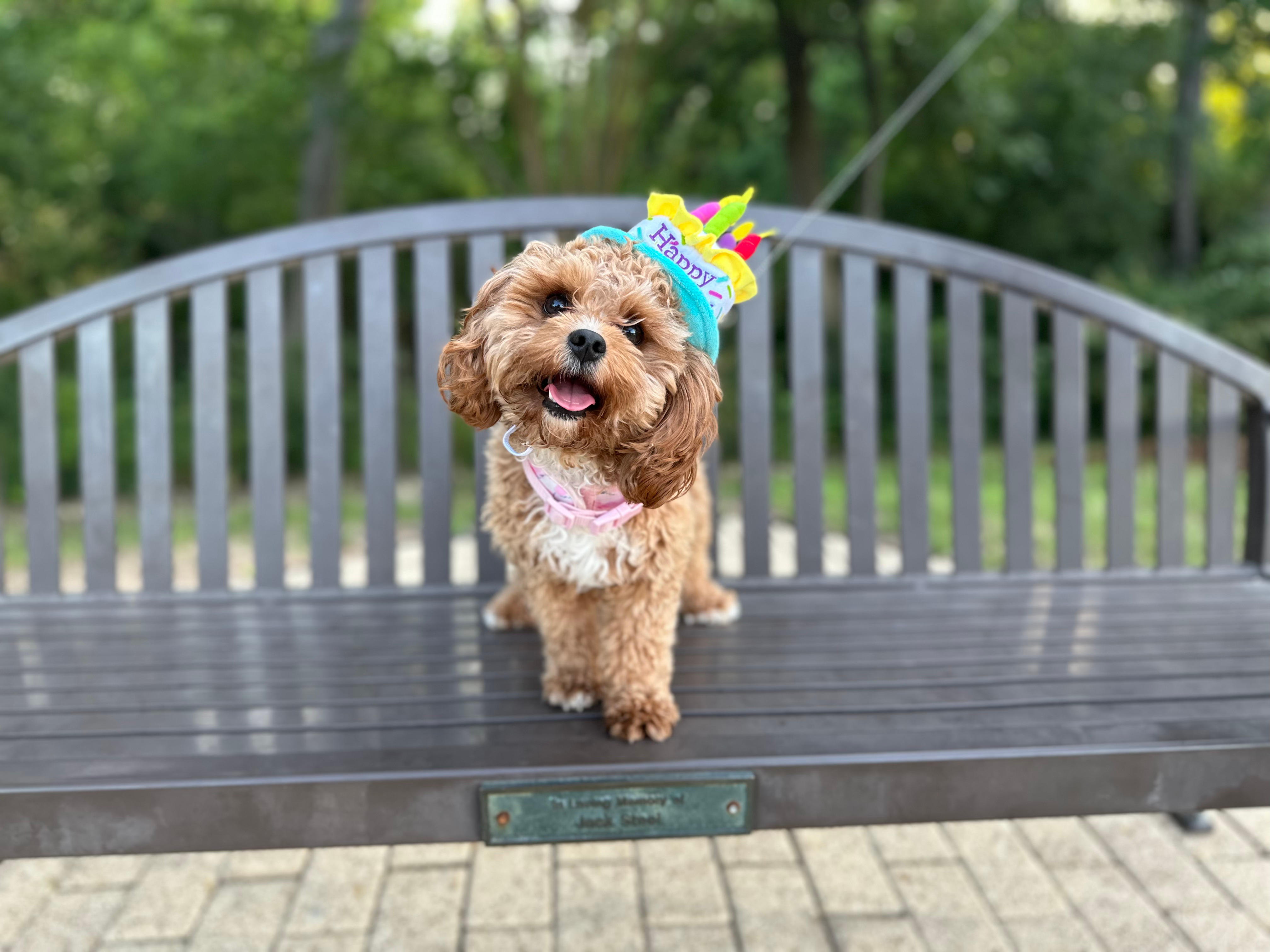 Cavapoo Pup Being Cute