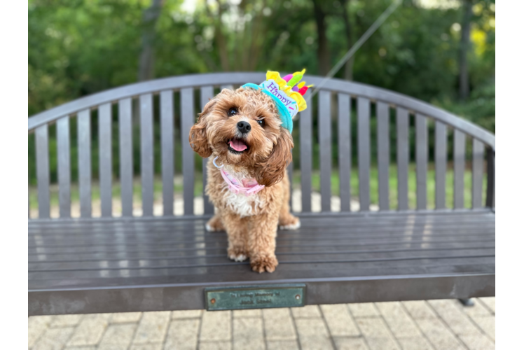 Cavapoo Pup Being Cute