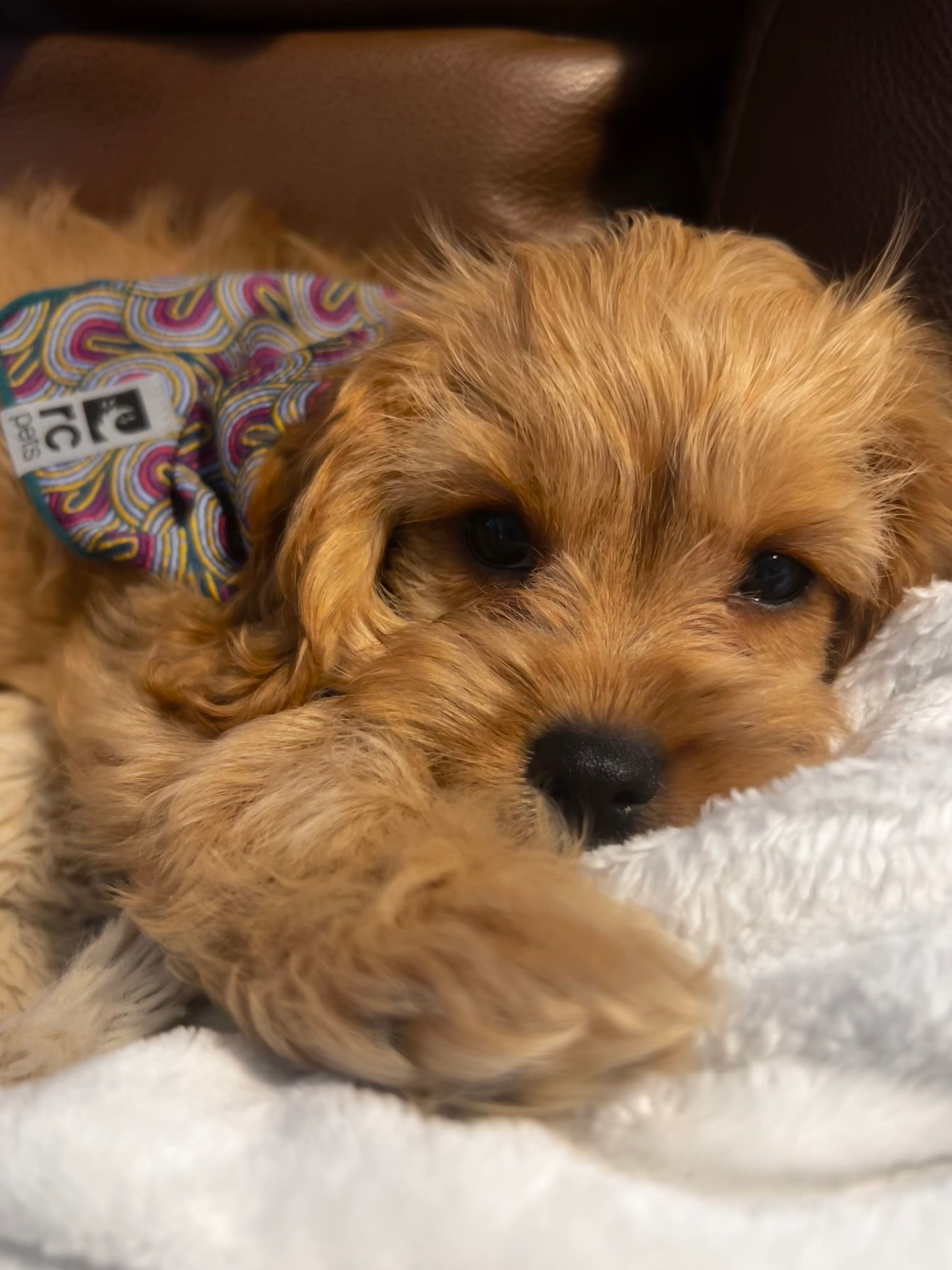 Happy Cavapoo Baby