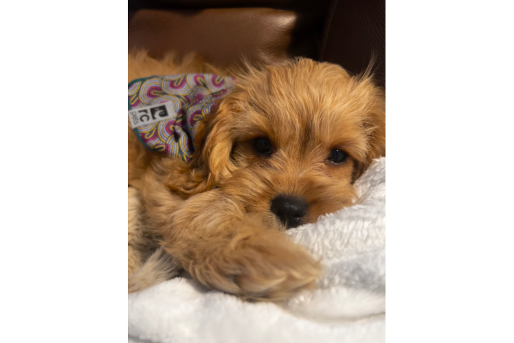 Happy Cavapoo Baby