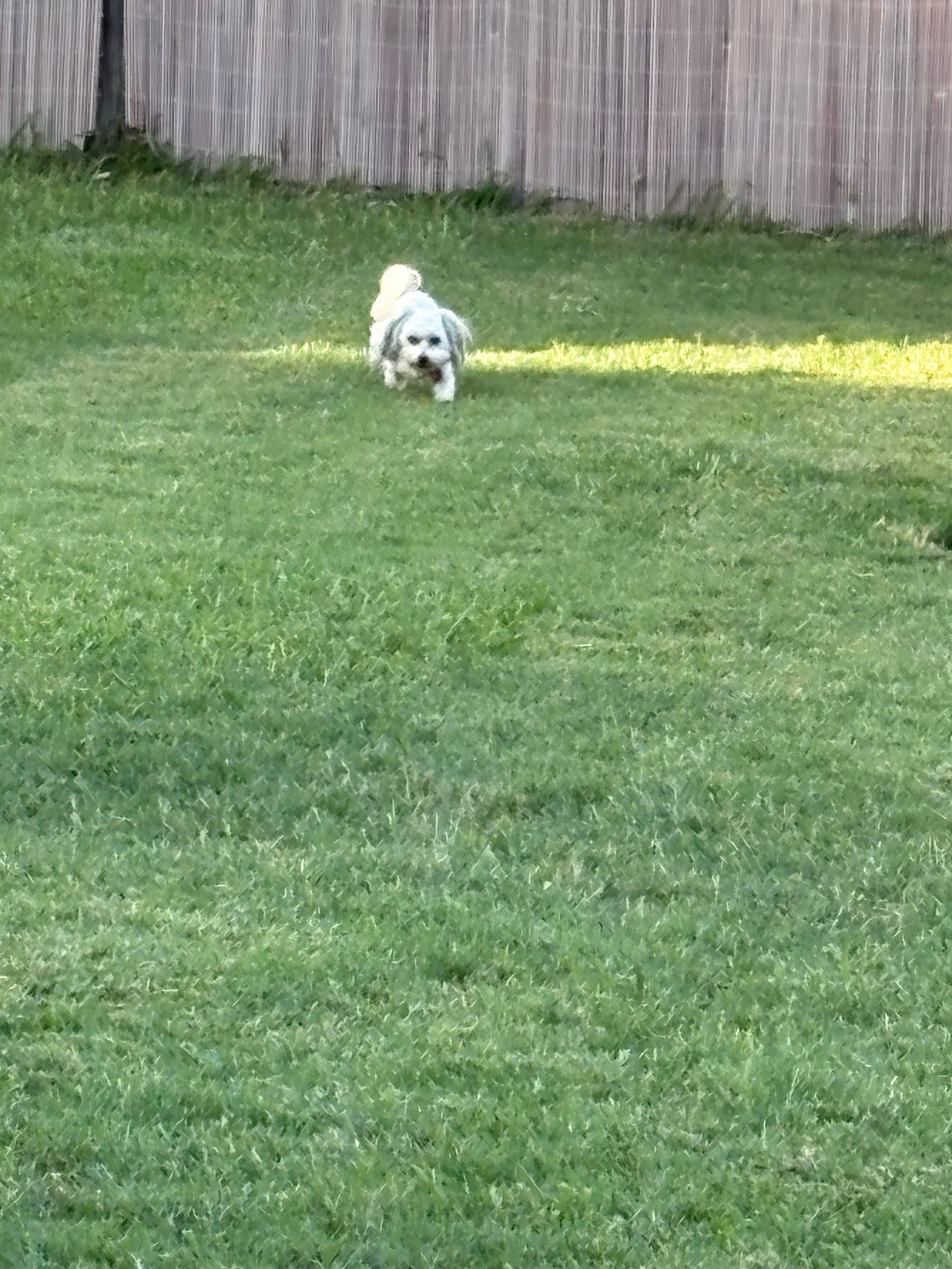 Morkie Pup Being Cute