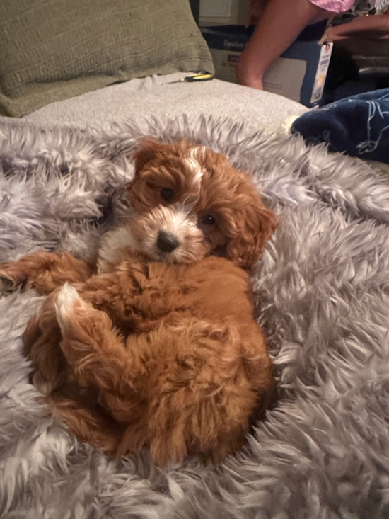 Cavapoo