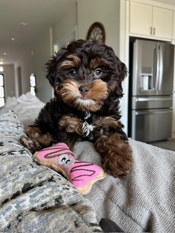 Cockapoo Pup Being Cute
