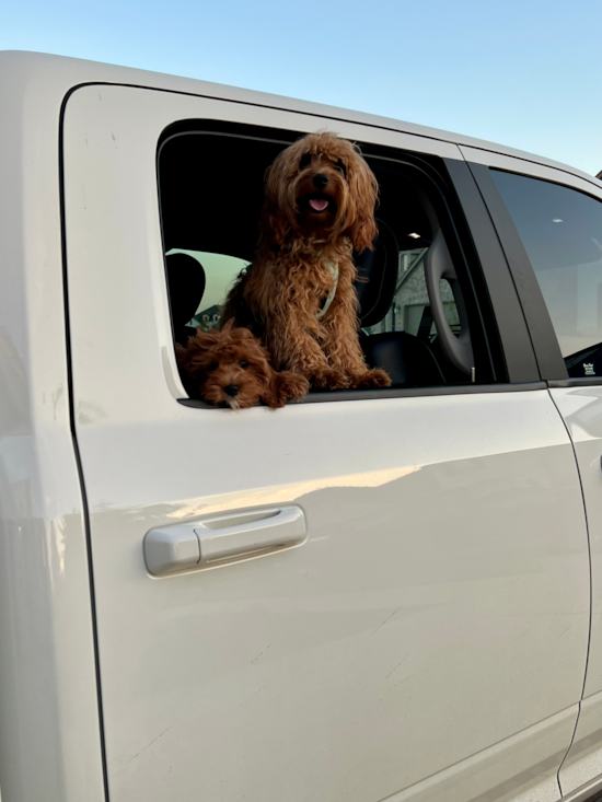 Mini Goldendoodle