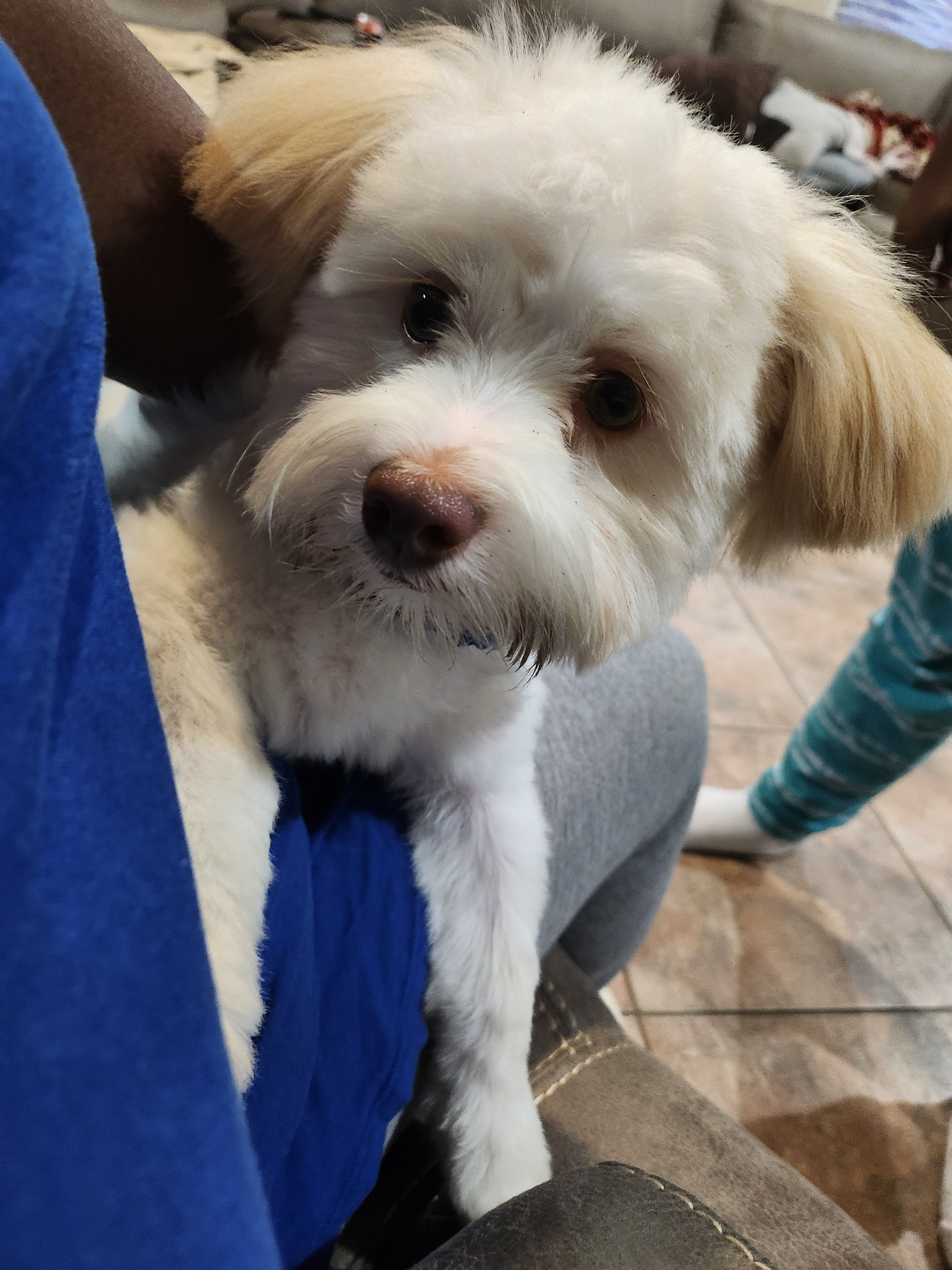 Energetic Havanese Purebred Puppy