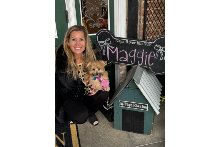 Playful Morkshire Terrier Designer Puppy