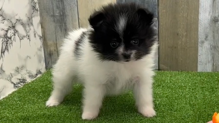 Pomeranian