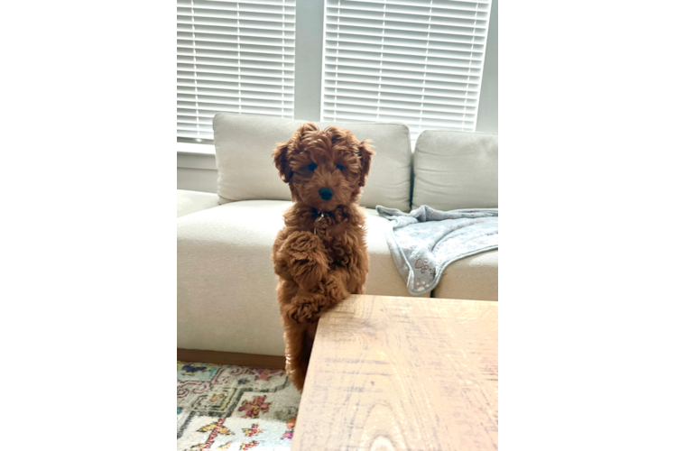 Best Mini Goldendoodle Baby